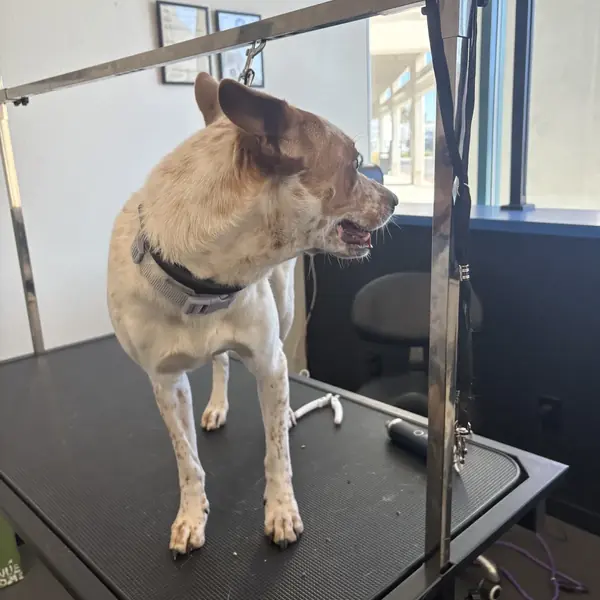 Grooming session at K9 Rox Club